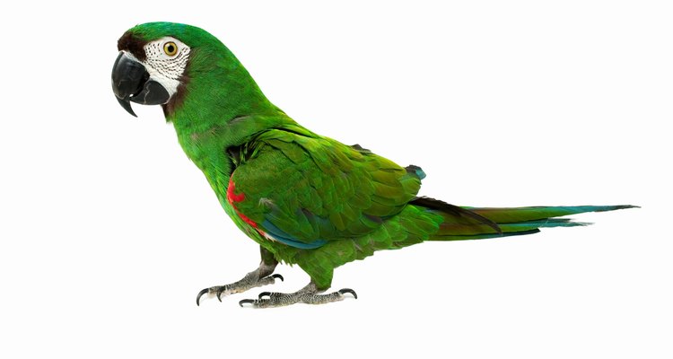 A troca de penas de um papagaio é um processo normal e acontece uma vez por ano