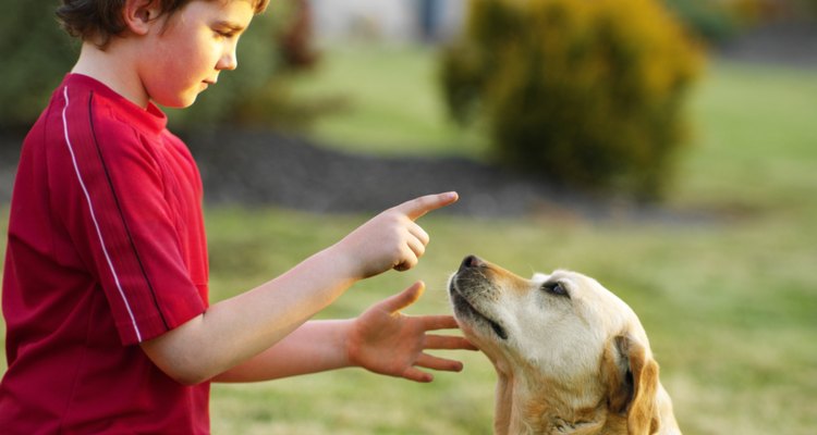 As verrugas em um labrador são causadas pelo papiloma vírus canino