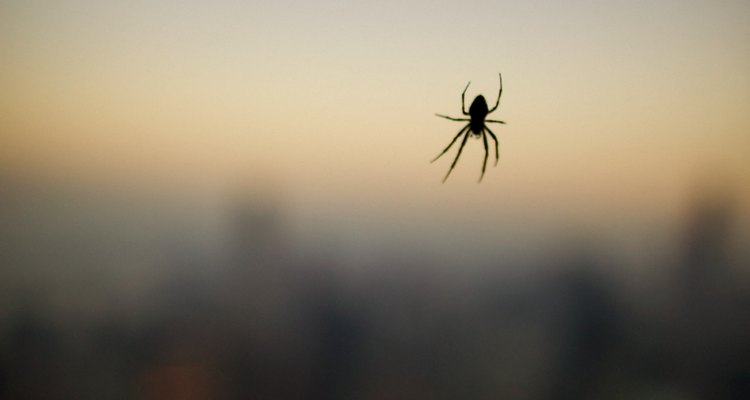 A cor de uma aranha geralmente a ajuda na sua camuflagem