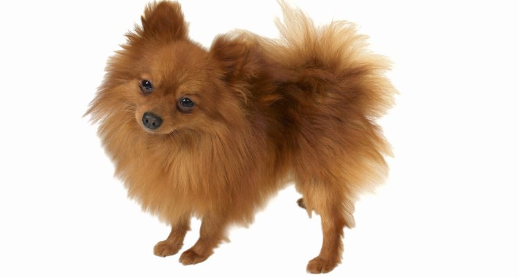 Utiliza toalla y secadora para secar perfectamente el pelo de tu Pomerania.