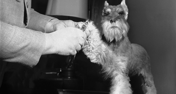 Déjale saber al Schnauzer miniatura que no hay nada que temer de la mesa de acicalamiento.