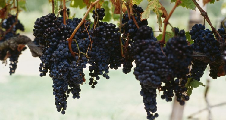El pH del de tu suelo puede afectar la forma química de los nutrientes que tus enredaderas de uva necesitan.