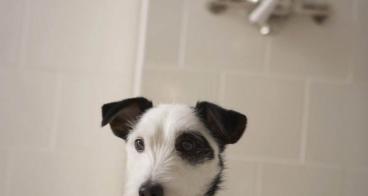 Lave aquelas patas fedorentas com um pouco de vinagre e shampoo perfumado para cão