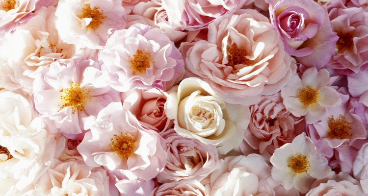 El azúcar ayuda a la rosa de dos formas: ayuda a abrir los capullos de las flores recién cortadas y hace que duren más tiempo.
