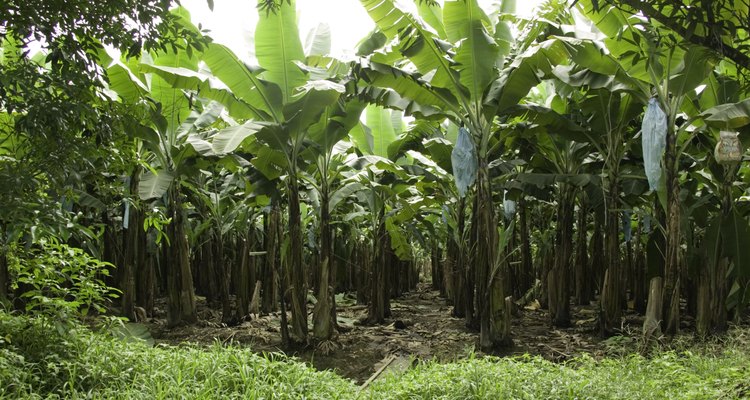 Plantación de plátanos.