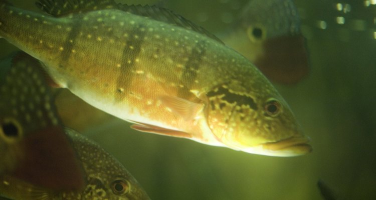 Los cíclidos Jack Dempsey son peces de acuario populares que tienen una coloración llamativa y un tamaño impresionante.