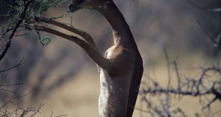 La gacela Jirafa es una especie de antílope que habita en África.