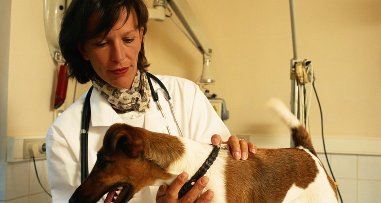 Visita al veterinario ante una emergencia.