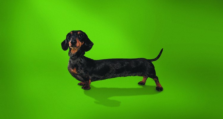 El dachshund es una de las razas más afectadas por la enfermedad degenerativa de disco.