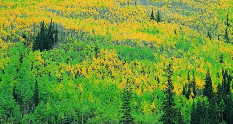 Puedes admirar los colores del otoño en muchos de los parques estatales de Colorado.