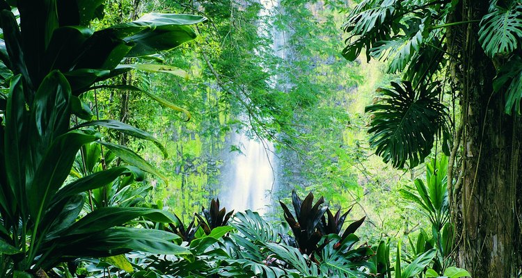 Selva tropical.