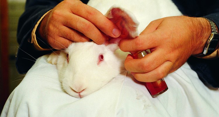 Arguments For & Against Animal Testing of Cosmetics