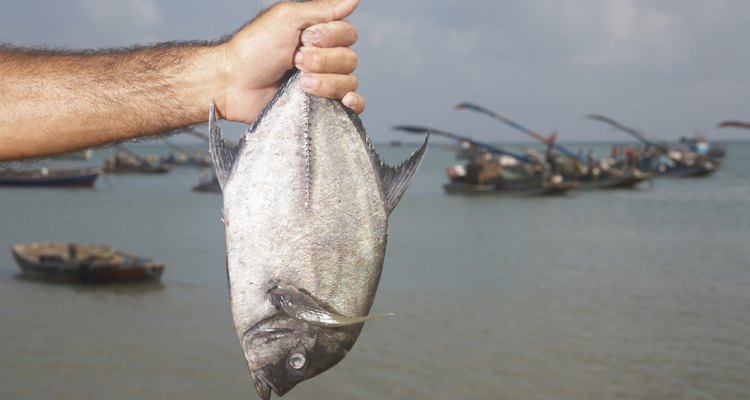 Os peixes devem ser mortos de forma humana e indolor, antes de serem armazenados ou limpos