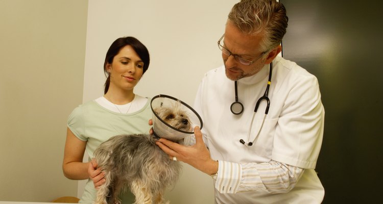 Veterinário examina um Yorkshire que usa o colar elizabetano