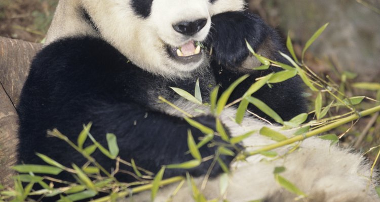 Panda gigante comiendo bambú.