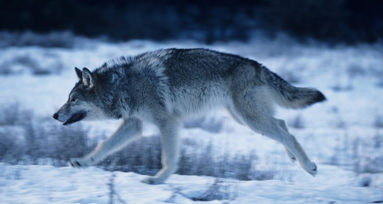 Um lobo cinza é mais comprido que um coiote