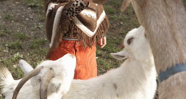 A diarreia pode matar filhotes de cabras