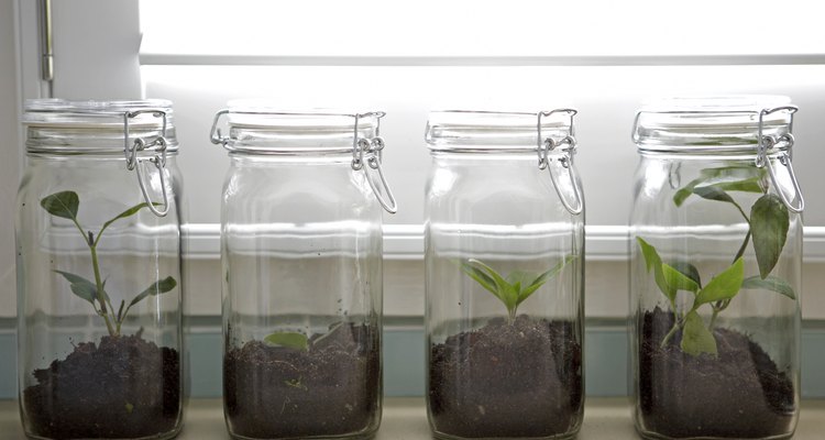 Ash tree saplings in canning jars