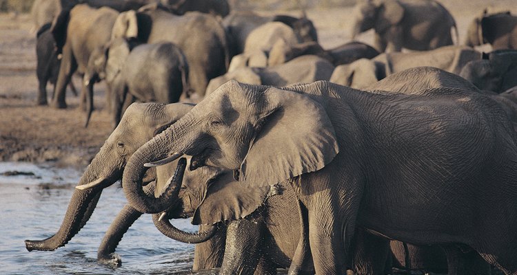 Um elefante africanos pode beber até 220 litros de água por dia