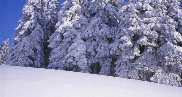 Las ramas de pino son lo suficientemente fuertes para soportar mucha nieve.