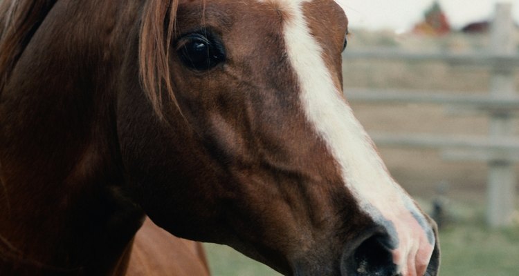 Una compañía podría ayudar si tu caballo muestra signos de estrés.