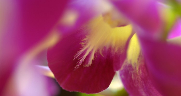 Las deficiencias de magnesio y de hierro pueden causar que las hojas de una orquídea desarrollen un tinte amarillo.