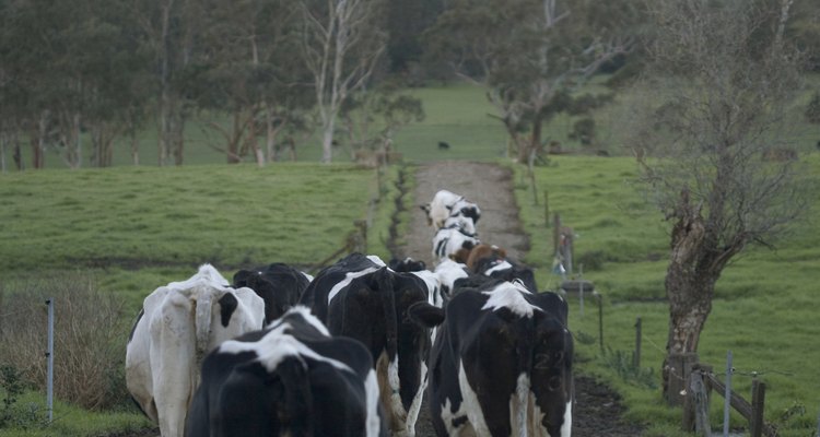 Observe as vacas conforme elas andam para detectar a fraqueza nas pernas