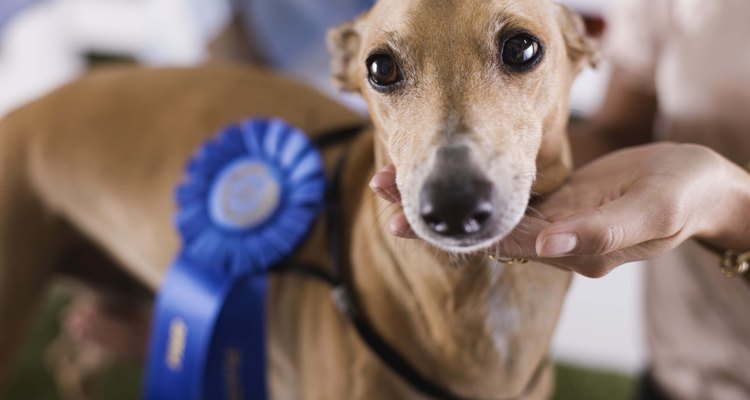 En los eventos de conformación los perros ganan puntos para intentar ir por los campeonatos.