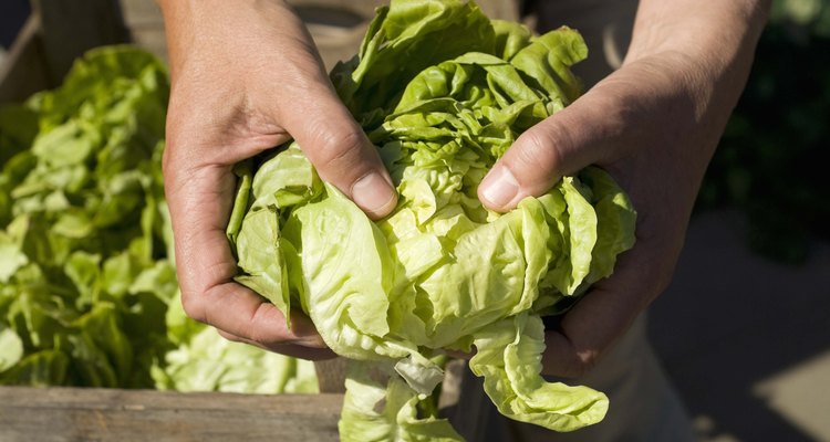 Folhas verdes escuras são ricas em nutrientes e baratas.