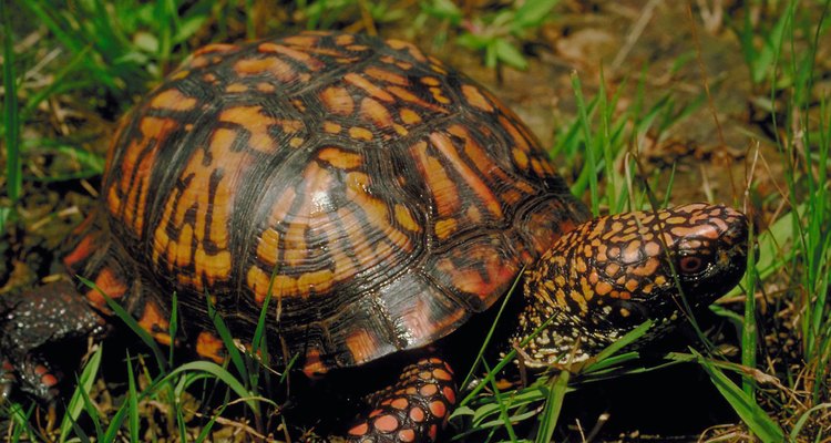 Geralmente, quando as tartarugas fogem elas encontram um esconderijo nas proximidades