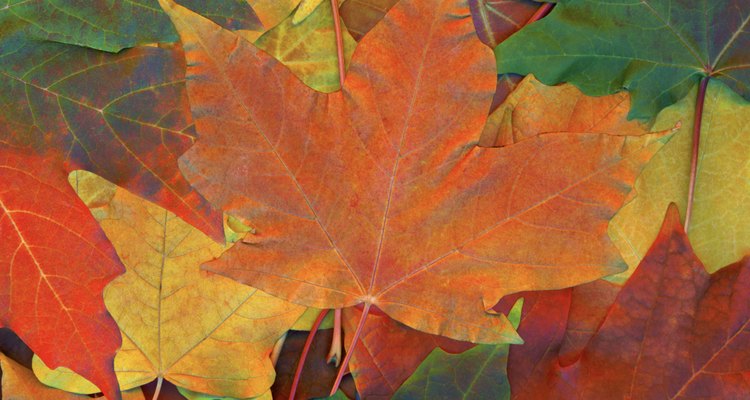 La cromatografia estudia los cambios en los colores de las hojas.