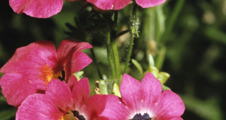 Regular pruning leads to more colourful Nemesia blooms.