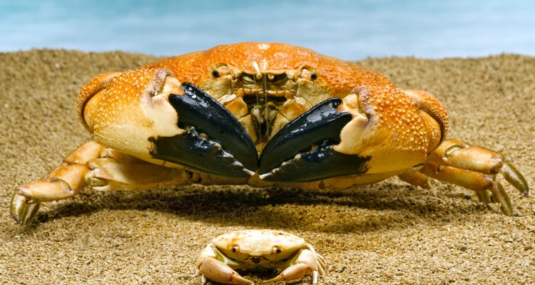 Como todos los crustáceos, los cangrejos tienen un ciclo de vida complicado.