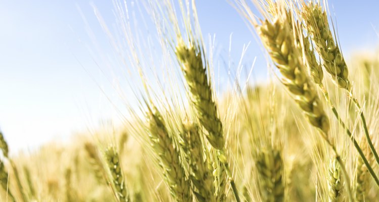 Los gorgojos se alimentan de productos de trigo.