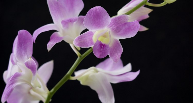 Las orquídeas son conocidas por sus flores de larga duración.