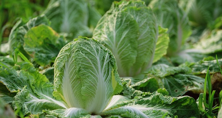 Cultivar tus propias verduras y lechuga es la mejor manera de conseguir ensalada fresca.