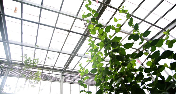 El vidrio permite la absorción de luz para que el ambiente permanezca cálido, pero también puede que ese calor quede atrapado y dañe tus plantas.