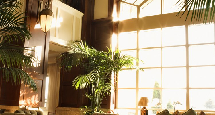 La palmera majestuosa prospera en interiores si cuenta con mucha iluminación y humedad.