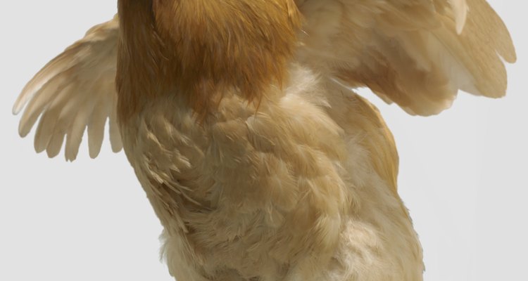 Utilize técnicas eficientes para impedir que sua galinha saia, literalmente, correndo por aí sem cabeça