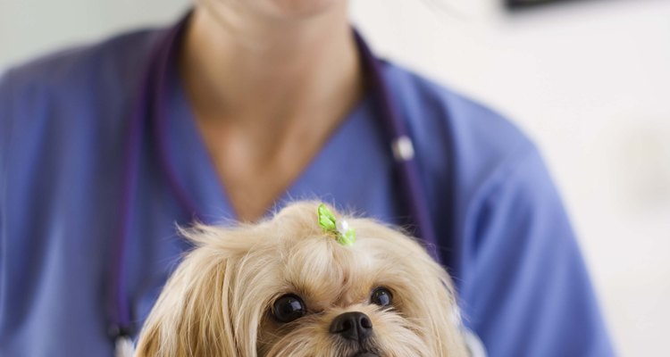 Sempre consulte um veterinário antes de administrar qualquer medicamento