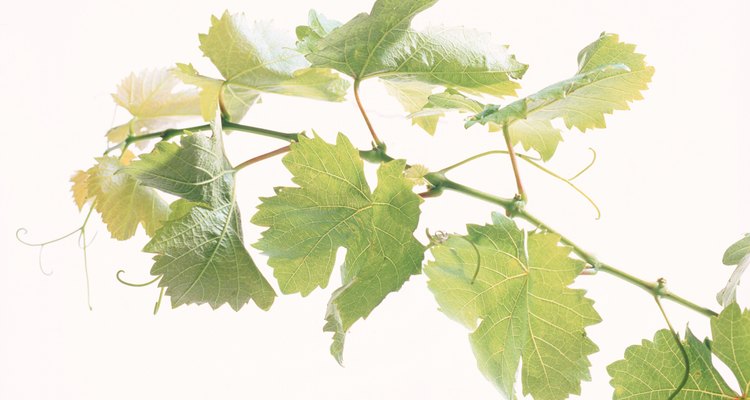Cilantro is best grown away from other garden plants.