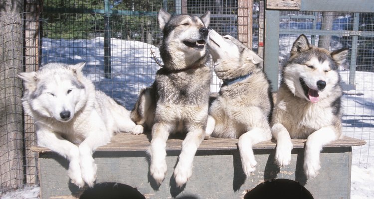 Los huskies se crían para jalar trineos más ligeros que los de los Alaskan Malamute.