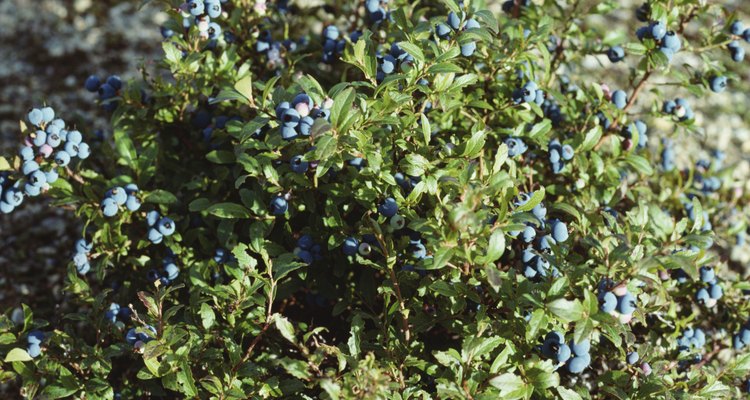 Wild blueberries are not only tasty, but free of painful thorns.