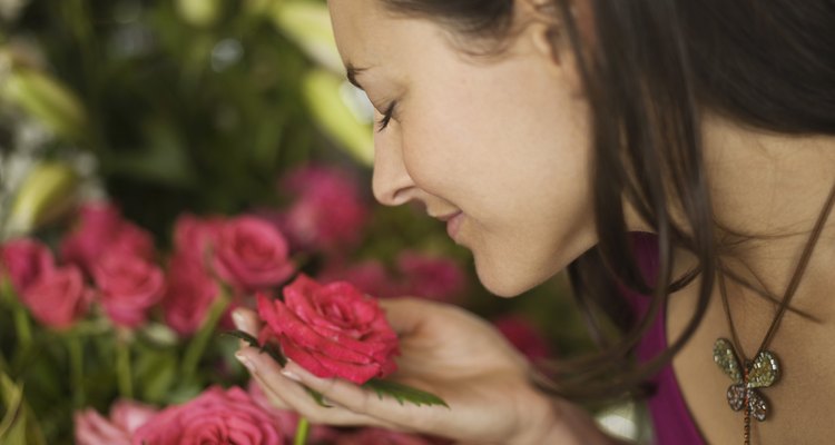 É possível plantar rosas que você recebe em um buquê de presente