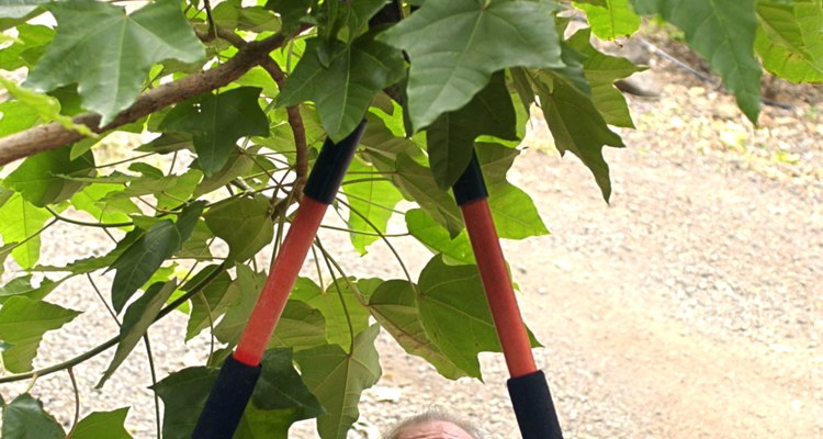 Las tijeras de desramar son utilizadas para podar plantas grandes.
