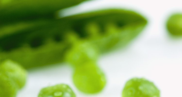 Los guisantes de nieve son utilizados comúnmente en alimentos como sofritos y todo es comestible: la vaina y los guisantes.