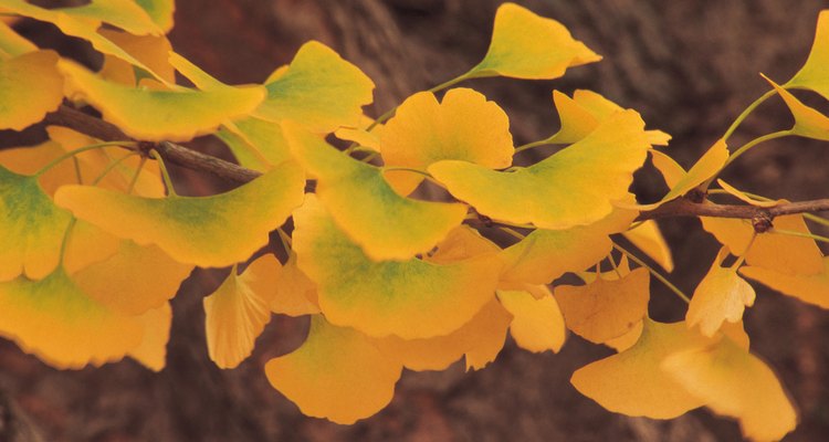 Hojas de Ginkgo en secado.