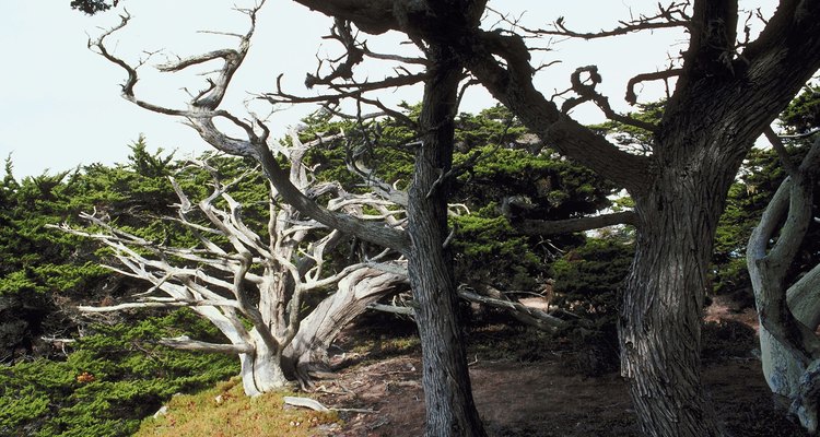 The shape of the lemon cypress is often a result of its environment.