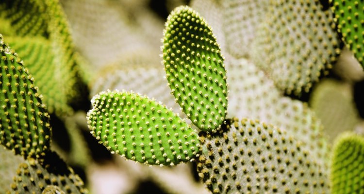 Nopalitos para adornar.