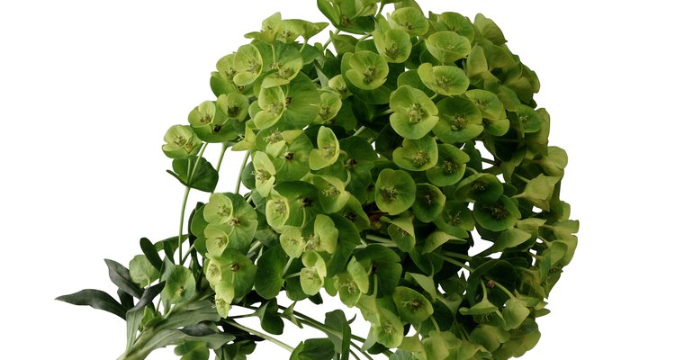 Euphorbia is a valuable addition to a Mediterranean-style garden.